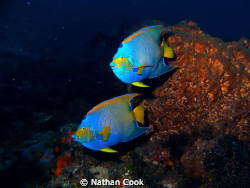 I can never get over the beauty of Queen Angel Fish by Nathan Cook 